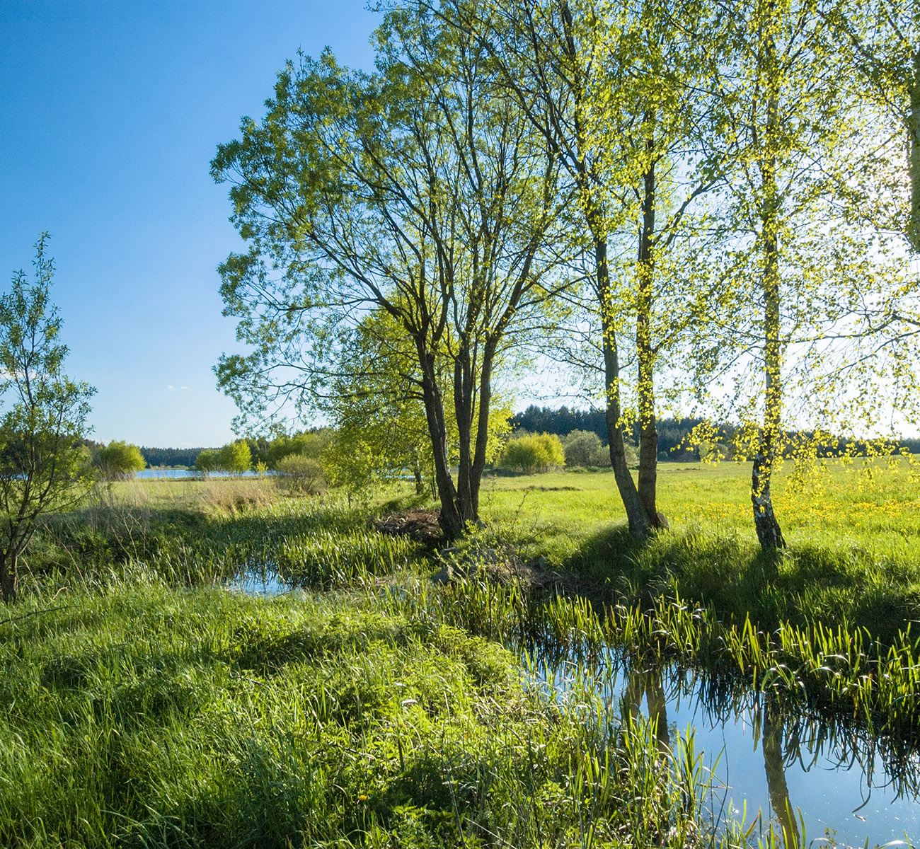 Bach unter Bäumen in grüner, leicht hügeliger Landschaft